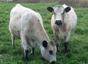 Cows